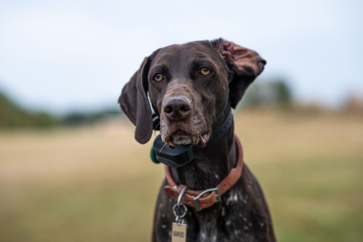 Pet Tag with Your QR Code