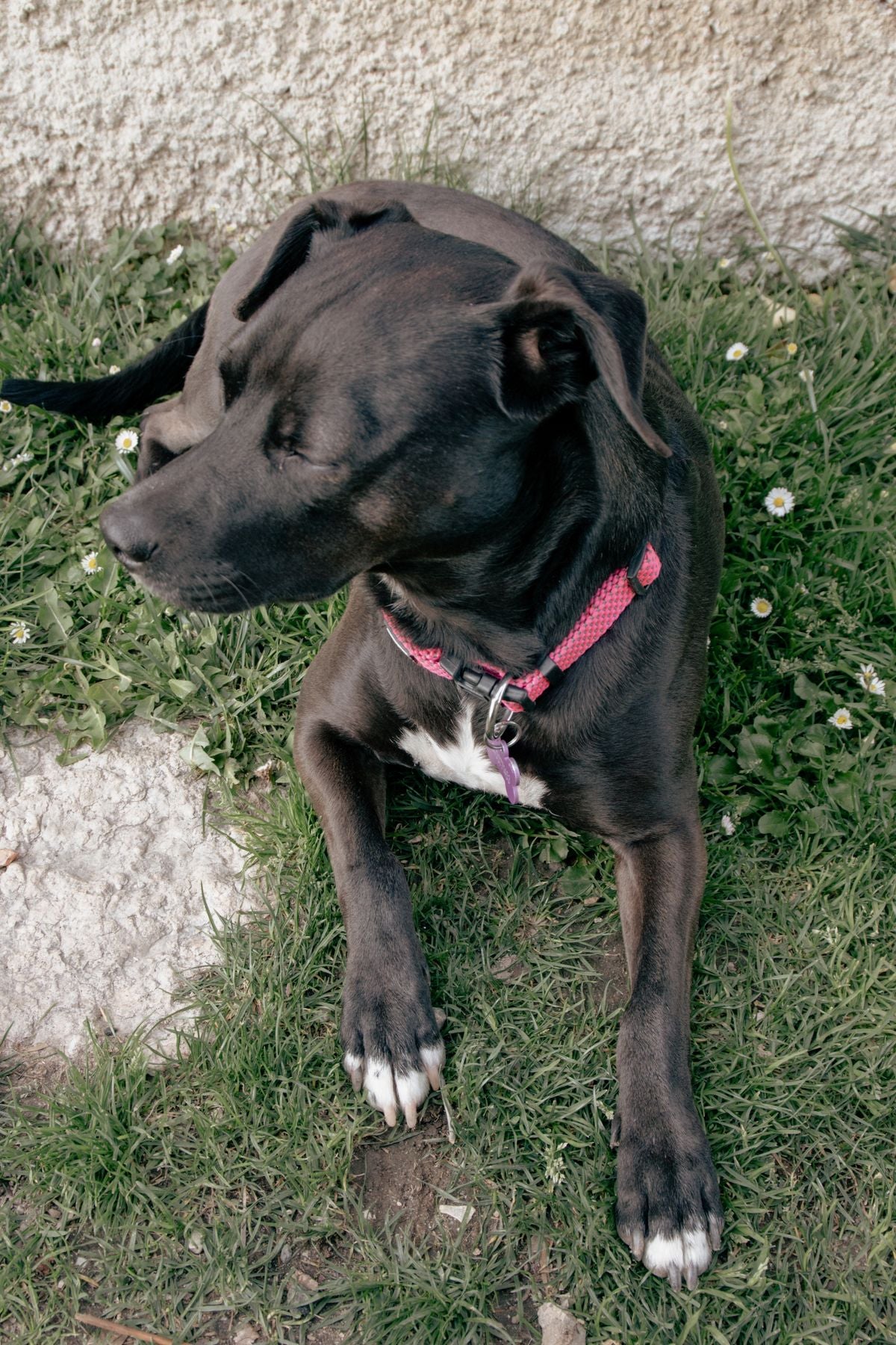Pet Tag with Your QR Code